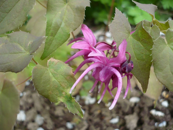 Что такое бустеры тестостерона?