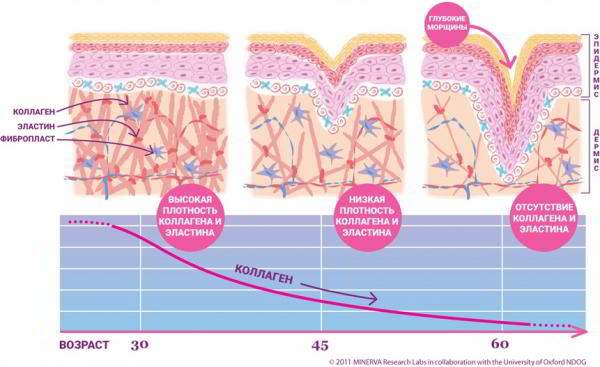 Что такое Коллаген
