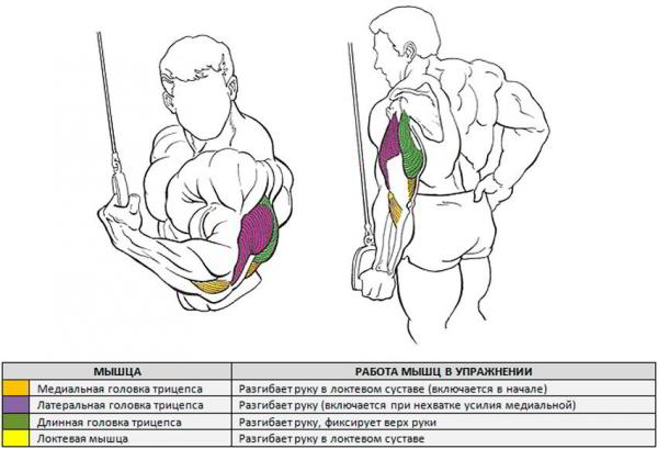 Разгибание руки на верхнем блоке стоя Разгибание руки на верхнем блоке стоя