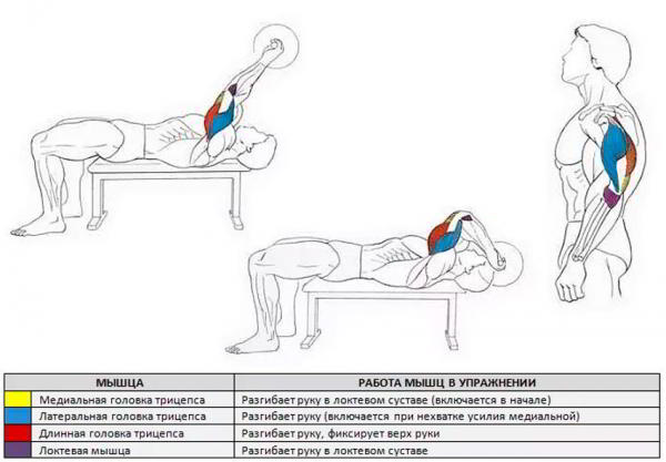 Французский жим лежа Французский жим лежа