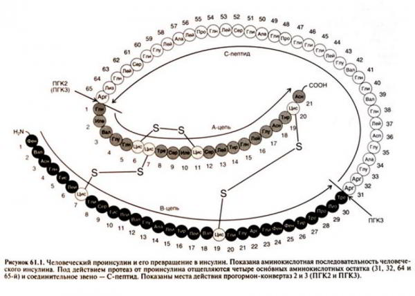 Инсулин в бодибилдинге