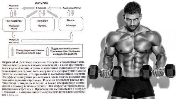 Инсулин в бодибилдинге