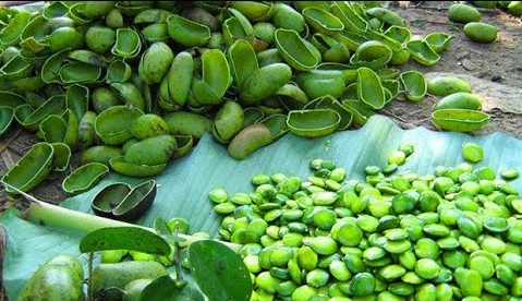 Экстракт семян гриффонии и его свойства