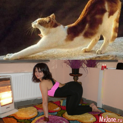 &laquo;Кошка&raquo; и &laquo;корова&raquo;: две асаны-подружки