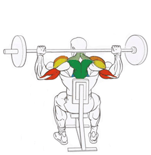 Эффективные упражнения для плеч