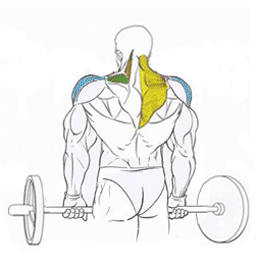 Эффективные упражнения для плеч