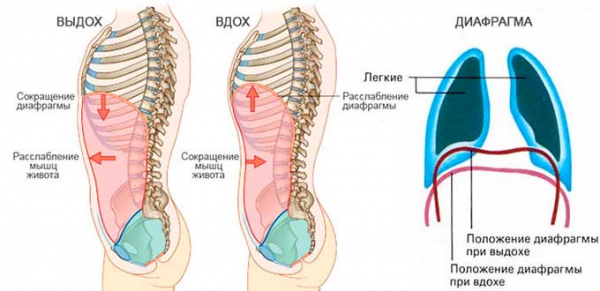 Бег на длинные дистанции развивает гибкость, ловкость, выносливость. Техника