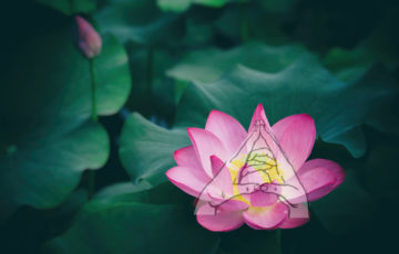 Эффективная помощь при лечении женских болезней: мудра &ldquo;Парящий лотос&rdquo;