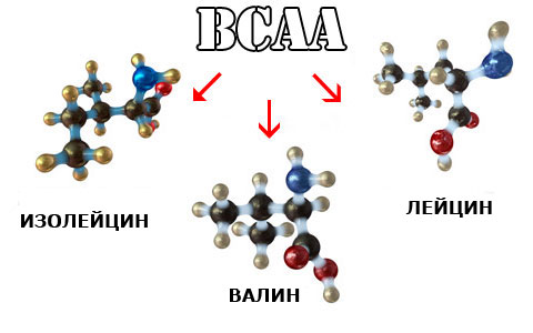 BCAA — как принимать, правильная дозировка и время BCAA — как принимать, правильная дозировка и время
