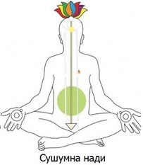 Важное о главных энергетических каналах или Нади: Сушумна, Ида и Пингала