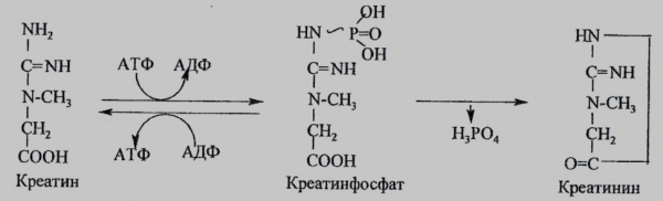 Зачем нужен креатин?