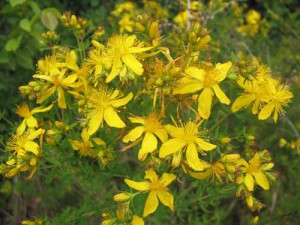 Зверобой для волос Зверобой для волос