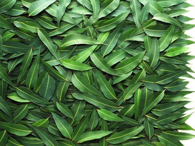 Масло эвкалипта для волос