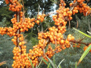 Облепиховое масло для лица Облепиховое масло для лица