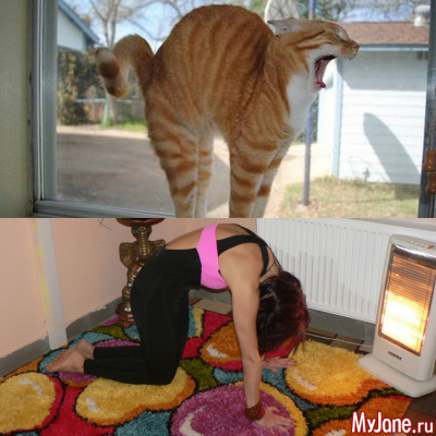 &laquo;Кошка&raquo; и &laquo;корова&raquo;: две асаны-подружки