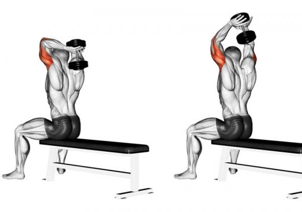 Французский жим с гантелей стоя или сидя Французский жим с гантелей стоя или сидя