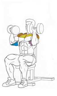 Эффективные упражнения для плеч