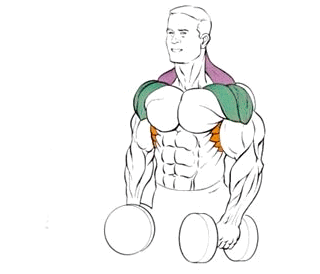 Эффективные упражнения для плеч